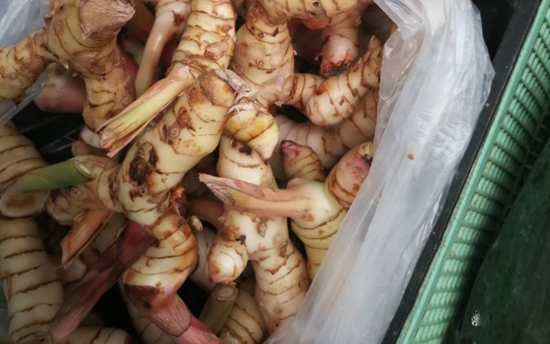 タイのしょうが 日本のしょうが 3 galangal 【出張産前産後ケアのジャイマー】|ユーファイ・マタニティ・カウンセリング
