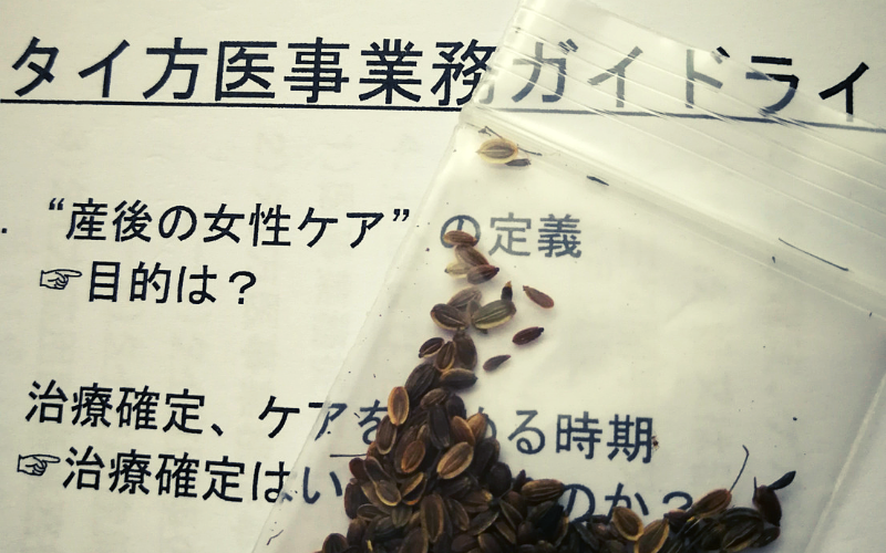 タイ伝統医療　ユーファイ　種