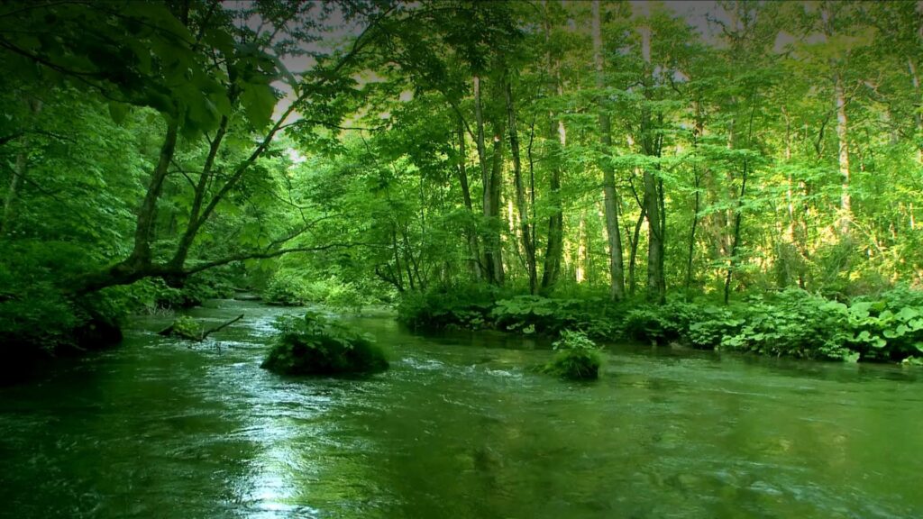 03 toppage PC timeline03 【出張産前産後ケアのジャイマー】｜ユーファイ・マタニティ・カウンセリング