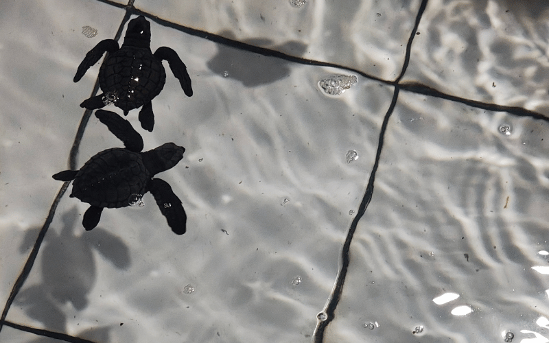 月イチオープンの飛騨サロン|自然と命に触れる時間 2 4 【出張産前産後ケアのジャイマー】|ユーファイ・マタニティ・カウンセリング