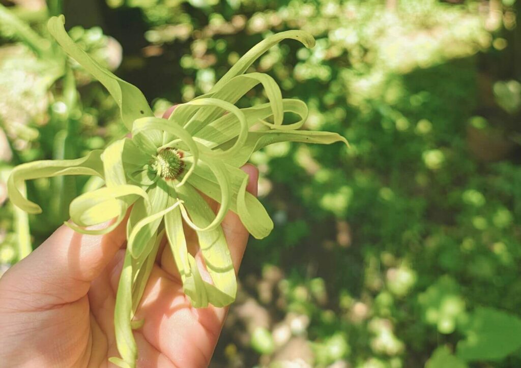 2 1 【出張産前産後ケアのジャイマー】｜ユーファイ・マタニティ・カウンセリング